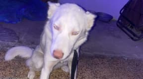 Husky blanc
