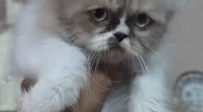 Chaton boule de poils