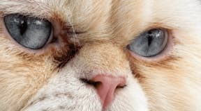 Chat persan Pink point 