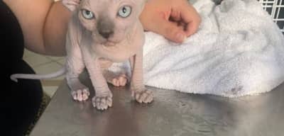 Clinique Vétérinaire Poils & Plumes