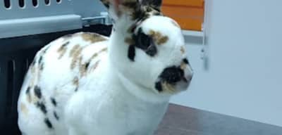 ANIMAUX D'ABORD Cabinet Vétérinaire Manouba العيادة البيطرية بمنوبة