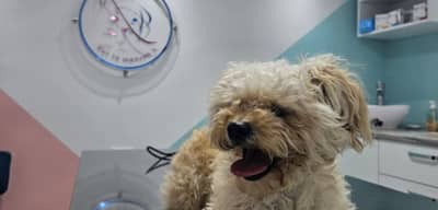 Cabinet vétérinaire Vet In Menzeh5 ( Dr.HEDRICHE Sarra)