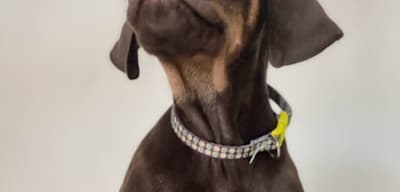 Clinique vétérinaire Tunis | Urgences Vétérinaires | CITY VET