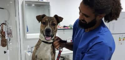 Cabinet Vétérinaire la Gazelle