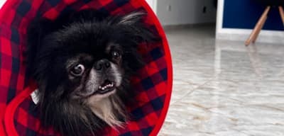 Cabinet vétérinaire VET À VIE