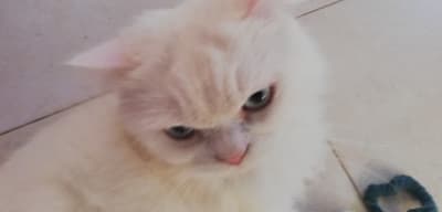 Clinique Vétérinaire Avenue les Orangers ; Dr Chedlia Selmi Chtioui