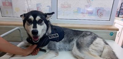 Clinique vétérinaire L'Ange Gardien (Nouvelle Médina)