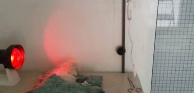 Cabinet vétérinaire Mourouj véto