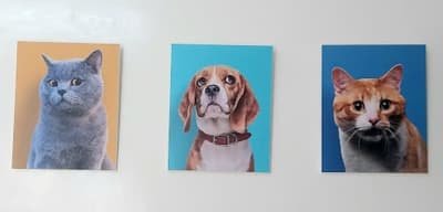 Cabinet Vétérinaire Pets' Vet El Mourouj