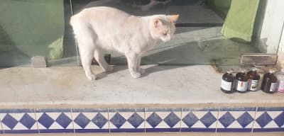 clinique veterinaire hammamet