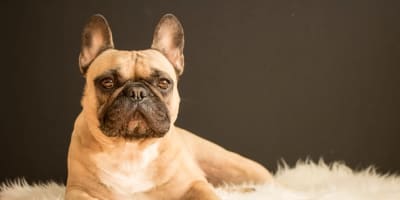 Bouledogue Français Prix en Tunisie : Guide Complet 2024