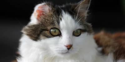 Veterinaire Mahdia : Guide Complet des Soins Animaux