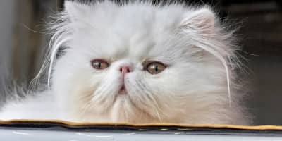 Chat Persan Prix en Tunisie : Guide Complet d'Achat 2024