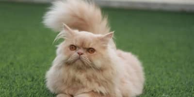 Chat Persan Prix Tunisie : Guide Complet 2024 | Animalia