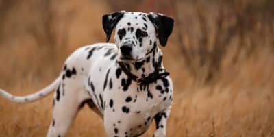 Dalmatien Prix Tunisie 2024: Guide Complet d'Achat