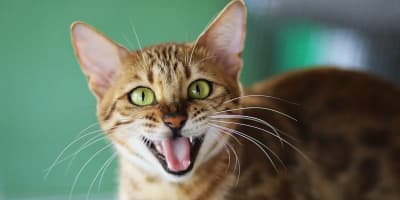 Chat Bengal Prix en Tunisie : Guide Complet 2024