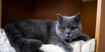 British Shorthair Prix Tunisie : Guide d'Achat Complet 2024