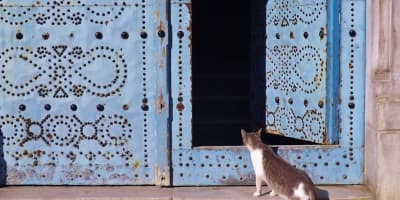 Assurance Animaux Tunisie : Guide Complet des Couvertures et Prix 2026