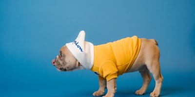 Assurance Maladie pour Animaux en Tunisie : Guide Complet 2026