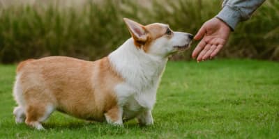 Formation et Dressage Chien en Tunisie : Guide Complet 2026