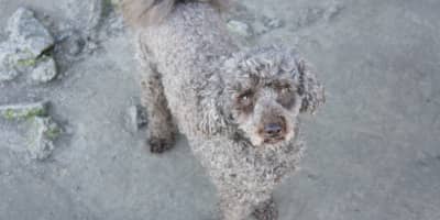 Guide Complet du Caniche Nain : Prix, Soins et Adoption en Tunisie