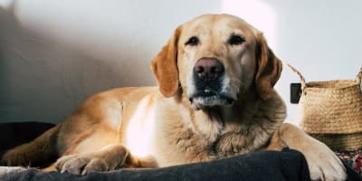 Labrador Prix Tunisie : Guide Complet d'Adoption 2026