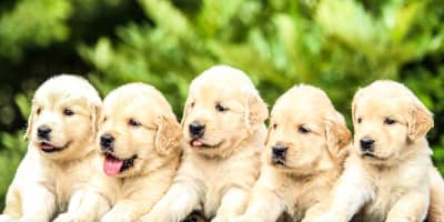 Chiot à Vendre Tunisie : Guide Complet pour Acheter un Chiot 2026