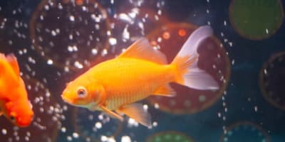 Poisson Rouge Aquarium Tunisie : Guide Débutant Complet 2026