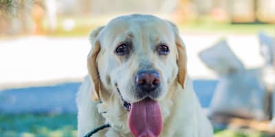 Adoption de Chien en Refuge Tunisie : Guide Complet Sauvetage 2026