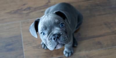 Bouledogue Français Tunisie : Prix et Guide Complet 2026