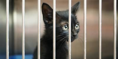 Adoption Chat Refuges Tunisie : Guide Complet Sauvetage 2026