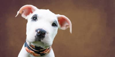 Boxer Prix Tunisie : Guide Complet Race et Adoption 2026