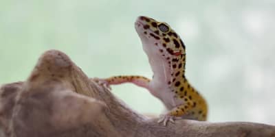 Reptiles Domestiques Tunisie : Guide Légal NAC 2026