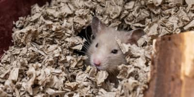 Hamster Prix Tunisie : Guide Complet d'Achat et Élevage 2026