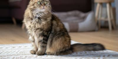 Chat Maine Coon Géant Tunisie : Guide Complet Race XXL 2026