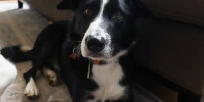 Border Collie Tunisie : Guide Complet Chien de Berger Intelligent 2026