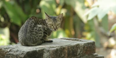 Chat Bengal Prix Tunisie : Guide Complet Race Exotique 2026