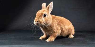 Lapin Nain Domestique Tunisie : Guide Complet NAC 2026