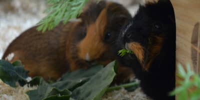 Cochon d'Inde Prix Tunisie : Guide Complet Adoption et Soins 2026