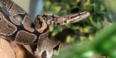 Python Serpent Prix Tunisie : Guide Complet NAC Reptile Exotique 2026