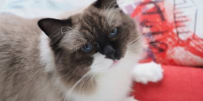 Chat Ragdoll Prix Tunisie : Guide Complet Race Géante Docile 2026