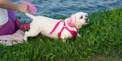 Dressage Chiot 2 Mois Tunisie : Guide Complet Éducation Précoce 2026