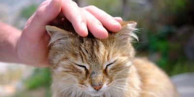 Chat Perte Poils Excessive Tunisie : Causes et Solutions Vétérinaires 2026