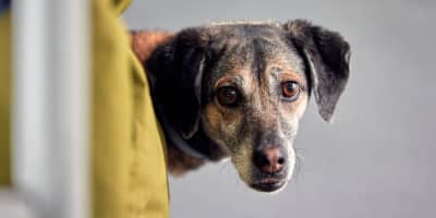 Anxiété Séparation Chien Tunisie : Traitement et Solutions 2026