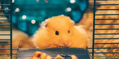 Hamster Doré Tunisie : Guide Complet NAC Petit Rongeur 2026