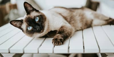 Chat Siamois Tunisie : Guide Complet Race Élégante et Vocale 2026