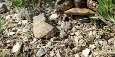 Tortue Hermann Tunisie : Guide Complet NAC Reptile Terrestre 2026