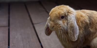 Lapin Bélier Nain Soins Tunisie : Guide Complet NAC Oreilles Tombantes 2026