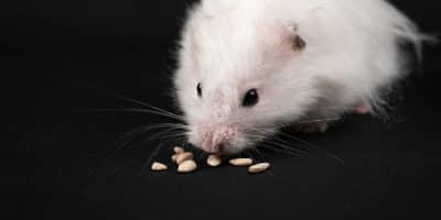 Hamster Doré Syrien Tunisie : Guide Complet Élevage et Soins NAC 2026