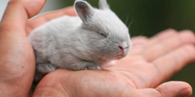 Chinchilla Élevage Tunisie : Guide Complet NAC Soins et Habitat 2026